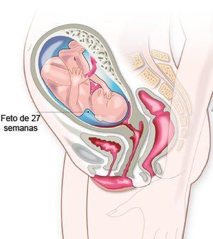 27 semanas de embarazo posicion del bebe